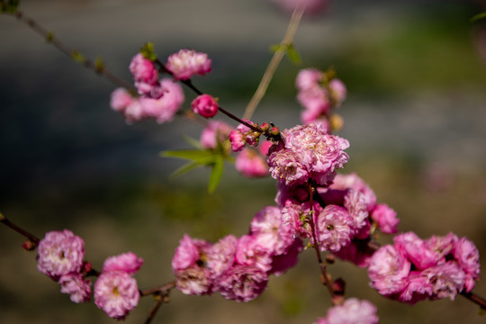 榆叶梅开花