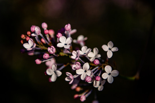 丁香花开满城香