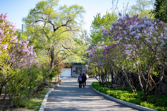 丁香花开满城香