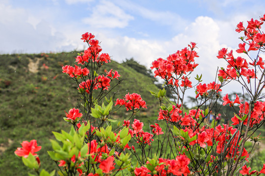 杜鹃花