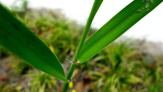 狗尾草