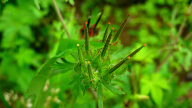 老鹳草