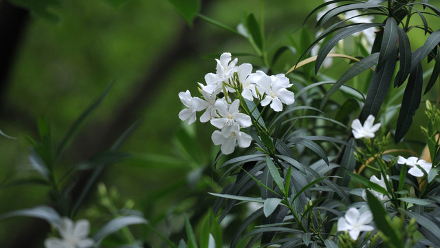 白花夹竹桃