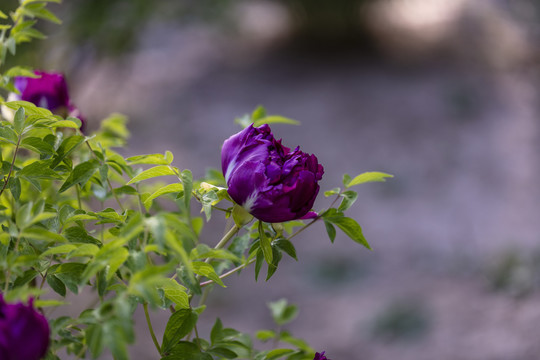 牡丹花牡丹