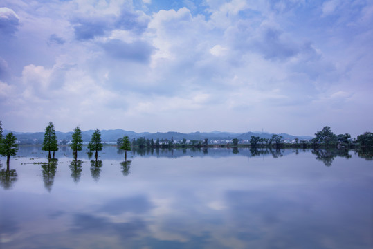 镜面水杉