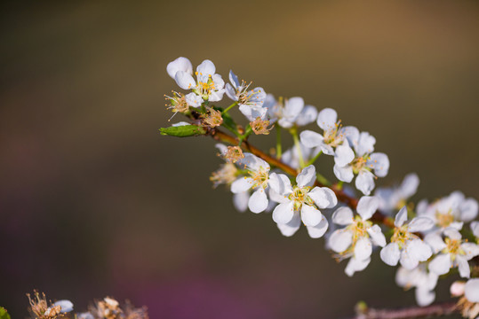 李花