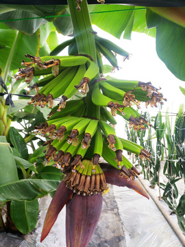 大棚香蕉花果