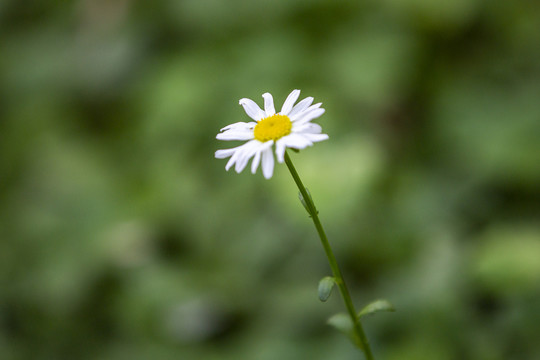 马兰花