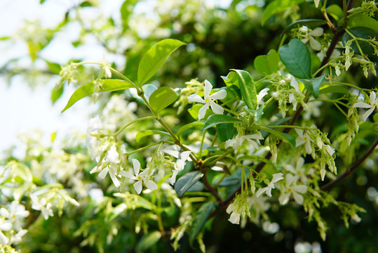 风车茉莉