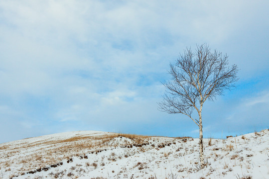 冬季山顶一棵树