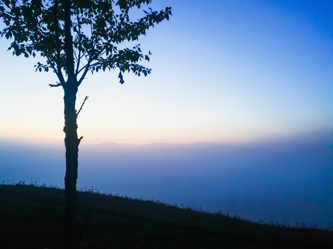 晨曦清晨山坡一棵树