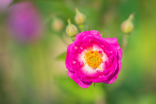 蔷薇花特写