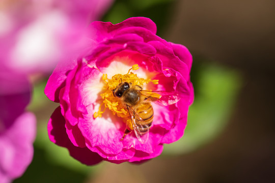 蔷薇花蜜蜂采蜜特写