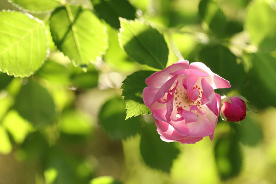 一朵开放的粉色蔷薇花