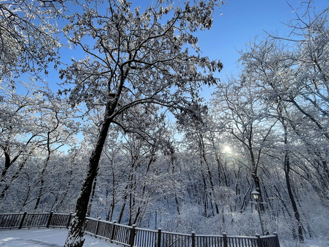 雪树