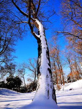 雪树