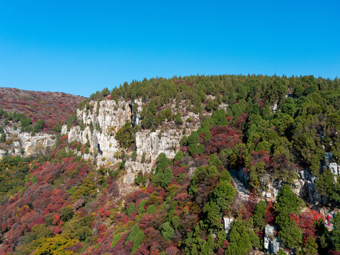 松树柏树