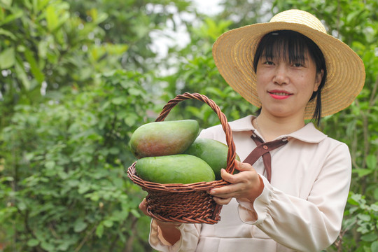 一篮金煌芒