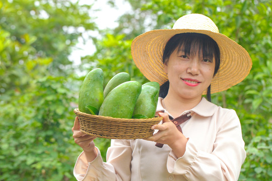 一篮金煌芒