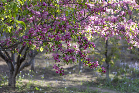 樱花