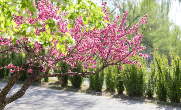 樱花