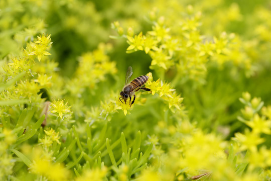 蜜蜂