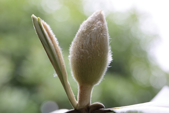 白玉兰花苞