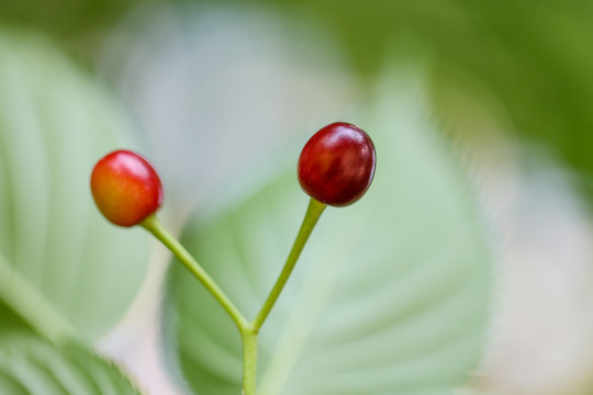 红樱桃