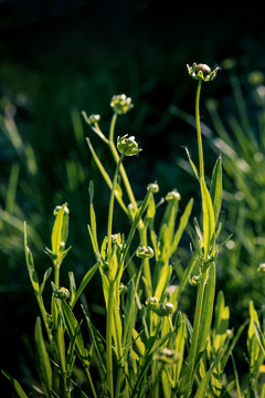 金鸡菊花蕾