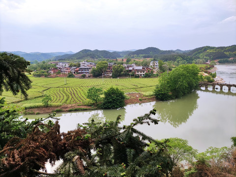 河边的稻田风光