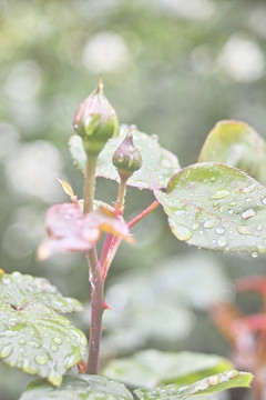 雨中花