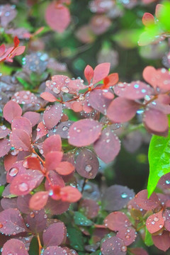 雨中花