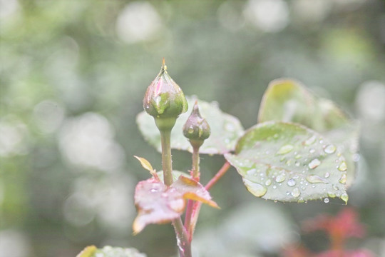 雨中花