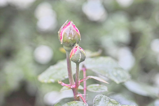 雨中花