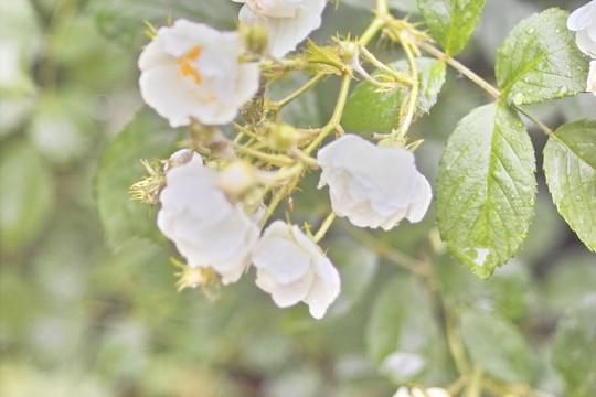 雨中花