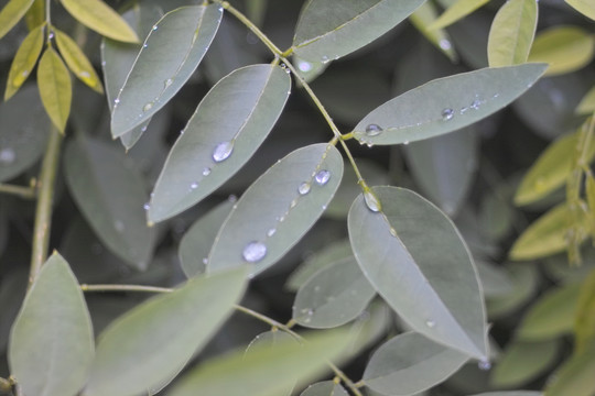 雨中花