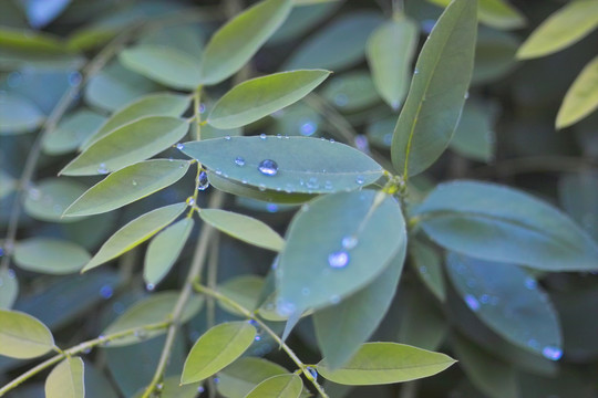 雨中花