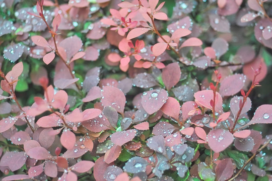 雨中花