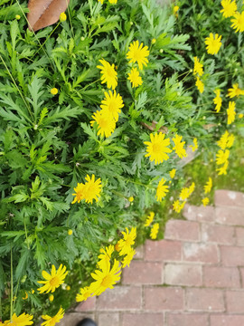 太阳花野草鲜花