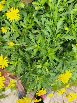 太阳花野草鲜花