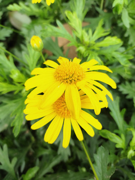 太阳花野草鲜花