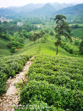 茶园种植