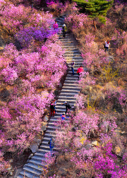 大珠山杜鹃花