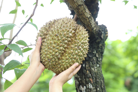 榴莲甲仑榴莲