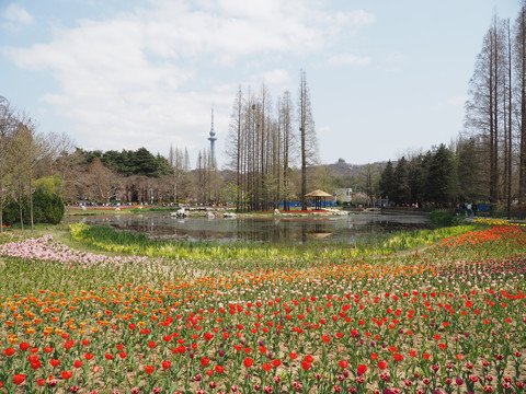 青島中山公園