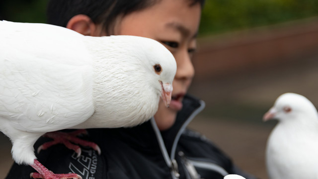 鸽子与小孩