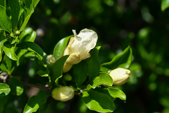 白花石榴