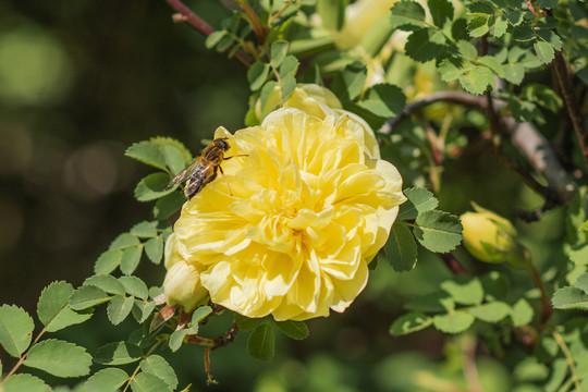 一只蜜蜂与盛开的黄刺玫花