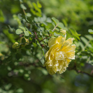 树枝头上的盛开的黄刺玫花