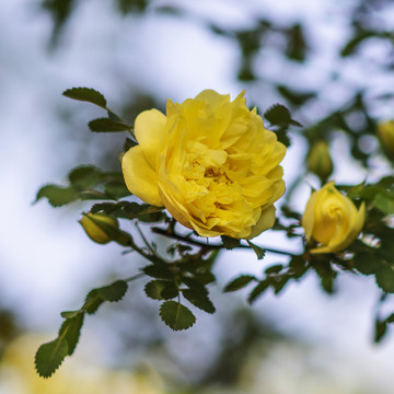 一朵盛开的黄刺玫花与树叶